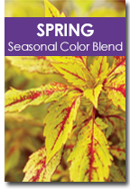 Spring Seasonal Color Blend Cover