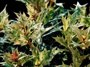 Osmanthus heterophyllus 'Goshiki' is a tough, strikingly variegated evergreen shrub with five colors on each leaf which create an eye-catching display in the landscape.