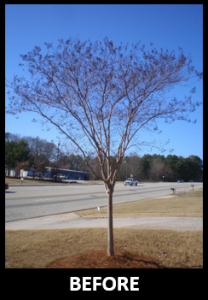 crapemyrtlepruningbefore