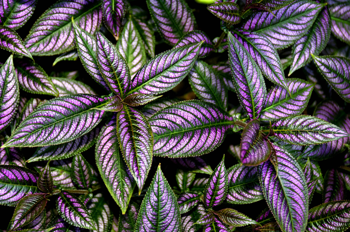 Purple Green Plant_2